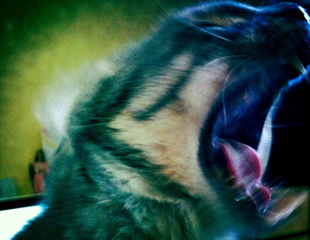 Cabaret Contemporain