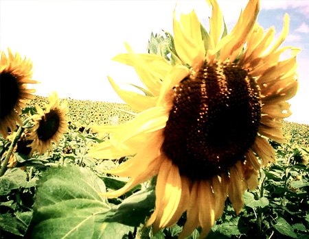 Cabaret Contemporain